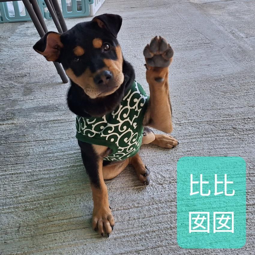 比比